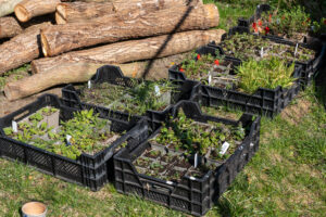 260411_Planzung_Alter_Gasthof_Missen-38