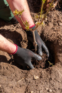 260411_Planzung_Alter_Gasthof_Missen-49