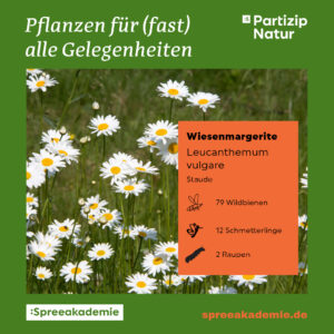 PN-Pflanzen-fuer-alle-Gelegenheiten-11-PN-Steckbrief