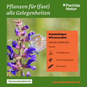 PN-Pflanzen-fuer-alle-Gelegenheiten-12-Kleinblütiger-Wiesensal
