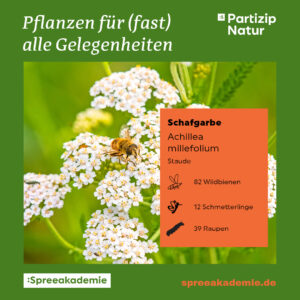 PN-Pflanzen-fuer-alle-Gelegenheiten-13-PN-Scharfgarbe