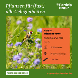 PN-Pflanzen-fuer-alle-Gelegenheiten-17-Acker-Witwenblume
