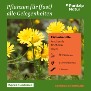 PN-Pflanzen-fuer-alle-Gelegenheiten-18-PN-Steckbrief