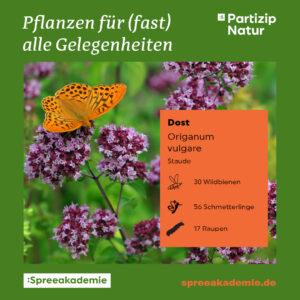 PN-Pflanzen-fuer-alle-Gelegenheiten-6-PN-Steckbrief